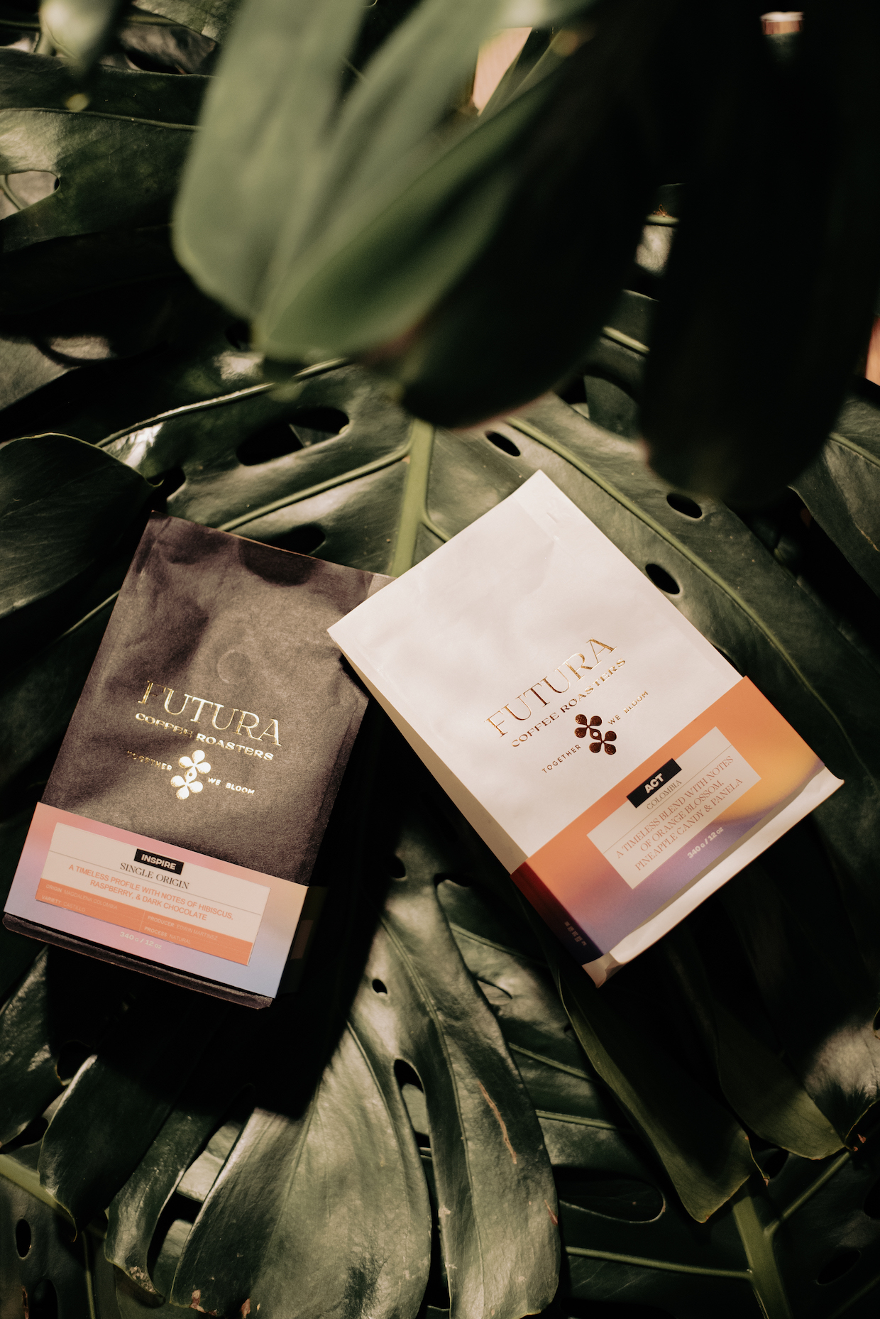 Futura Cofffee Amherst MA 1