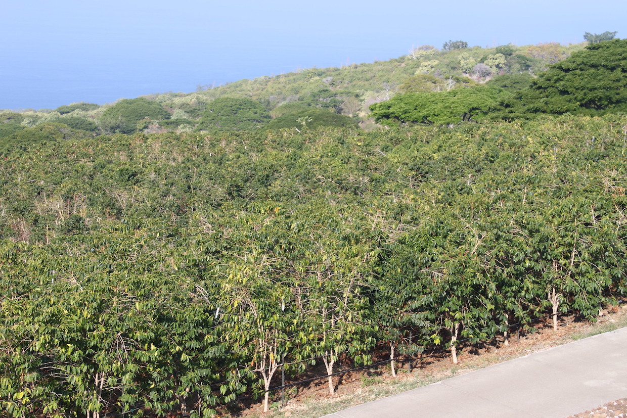 Kona-coffee-plantation